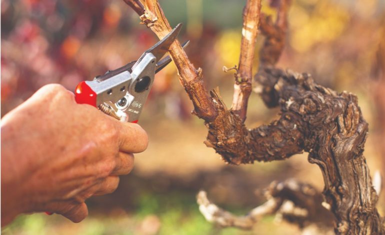 Peta vazmena nedjelja (C), 2024.