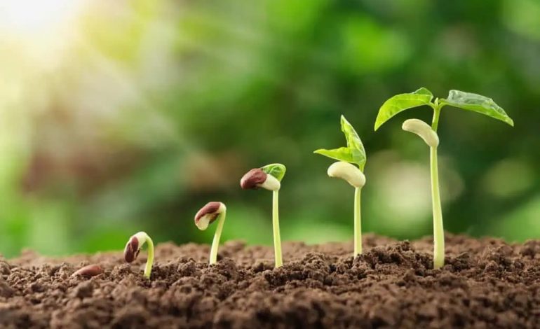 11. nedjelja kroz godinu (B), 2024.